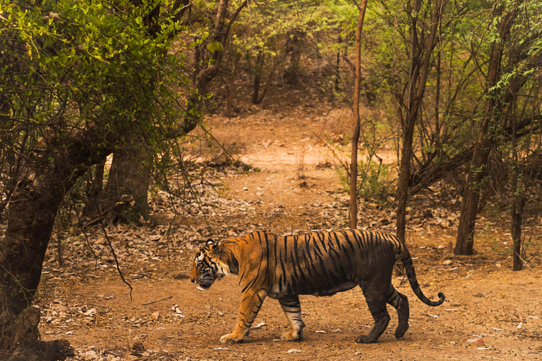 Ranthambore National Park: Core Zone Gypsy safari with Guide Ranthambore National Park: Gypsy Safari with Expert Guide