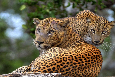 From Ella to Yala National Park Safari with Tree House Stay