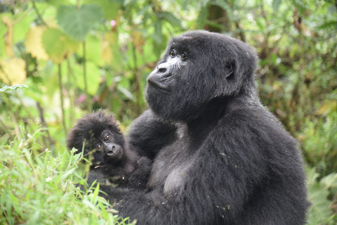Uganda: 4-Day Gorilla Trekking and Wildlife Safari