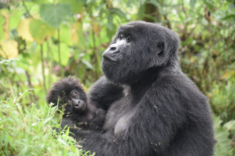 Uganda: 4-Day Gorilla Trekking and Wildlife Safari