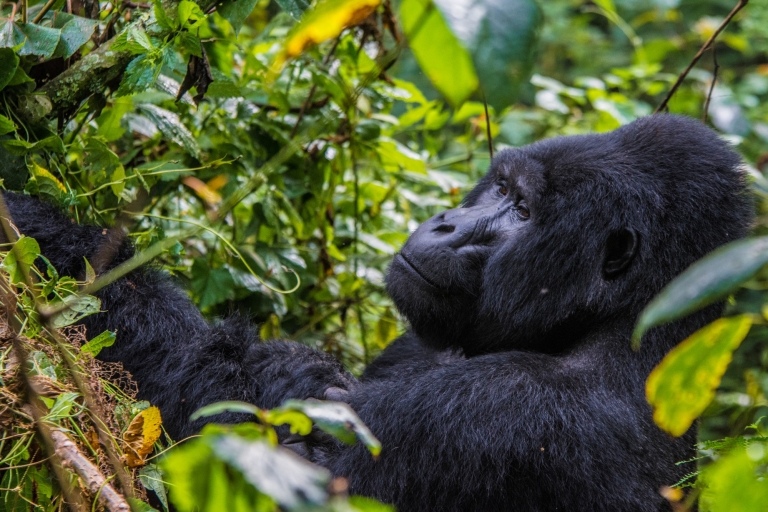 3 Days gorilla trekking at Bwindi Forest NP via Kigali budget tour