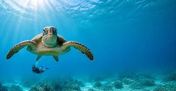 Muscat: Snorkel & Kayak with Turtles at Daymaniyat