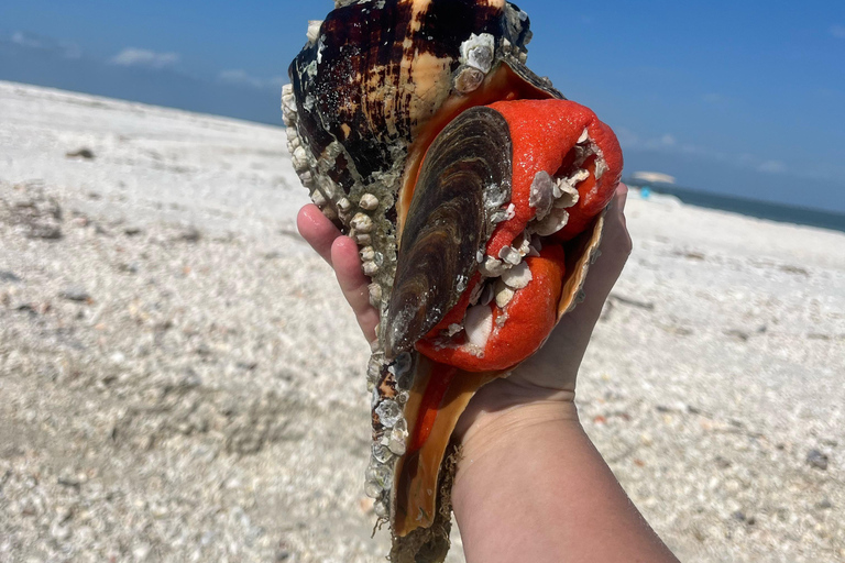 Marco Island: 10,000 Islands 3.5-hr Shelling & Dolphin Tour