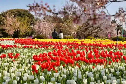 Séoul : Festival des tulipes de Taean et excursion d'une journée pour cueillir des fraises