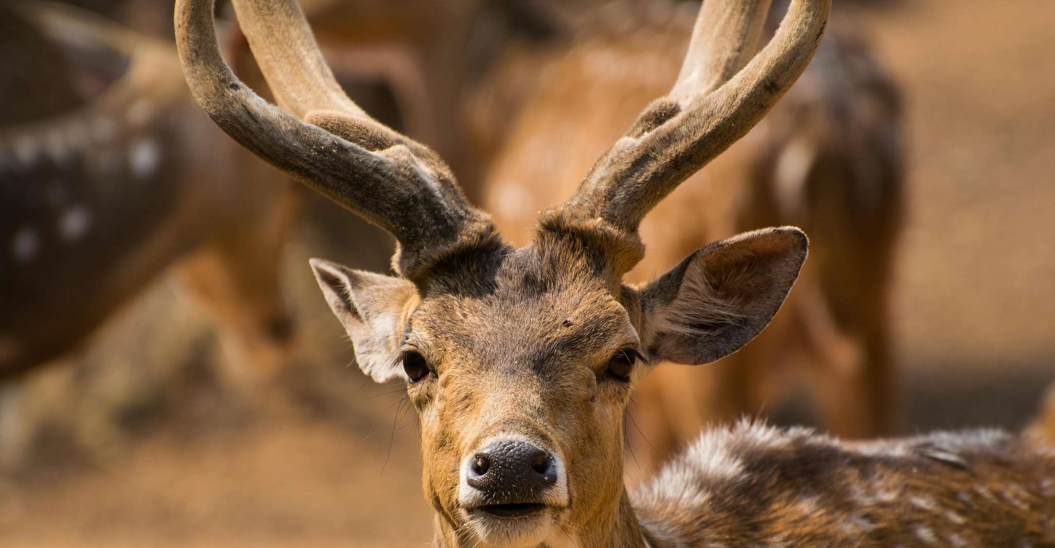 Yala All Inclusive Safari Tour con ingresso gratuito e cibo - Hizvo