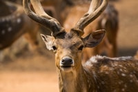 Yala All Inclusive Safari Tour con ingresso gratuito e cibo - Hizvo