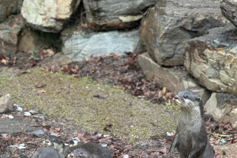 Von Adelaide aus: Kuscheln mit einem Koala und historische Hahndorf-Tour