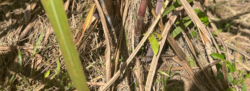 Guadeloupe: visite immersive, all-inclusive au cœur de la Guadeloupe