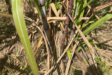 Guadeloupe: immersive, all-inclusive tour in the heart of Guadeloupe Guadeloupe: Immersive, all-inclusive tour in the heart of Guadeloupe