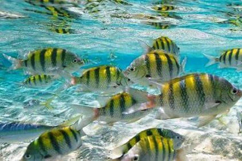 From Puerto Plata: Cayo Arena by VIP Speedboat and Snorkel