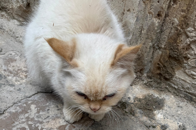 Carthage and Sidi Bou Said Tour Carthage and Sidi Bou Said Tour