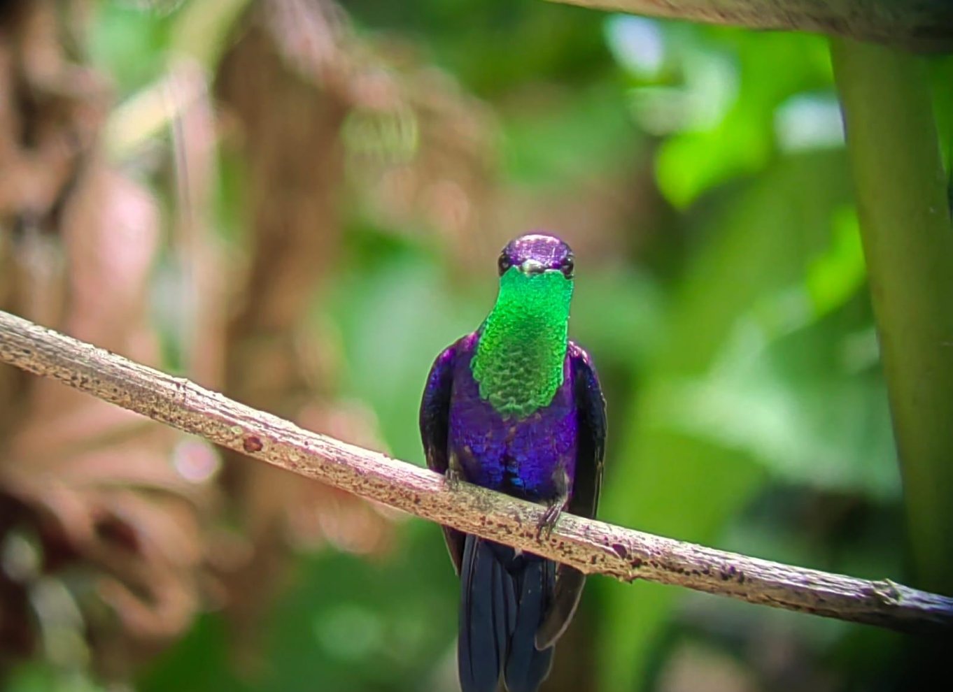 Manuel Antonio Nationalpark: Guidet tur med ENTRÉ INKLUDERET