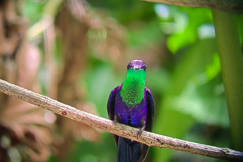 De San José al Parque Nacional Manuel Antonio Tour guiado