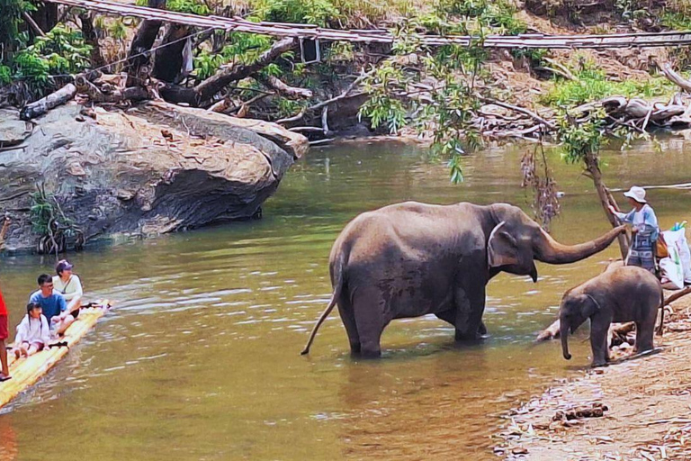 Chiang Mai: Santuario degli elefanti Living Green e rafting con i bambùChiangmai: Santuario degli Elefanti e Bamboo Rafting