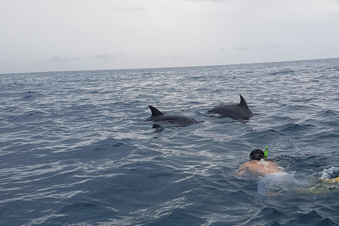 De Zanzibar: Floresta Jozani com observação de golfinhos