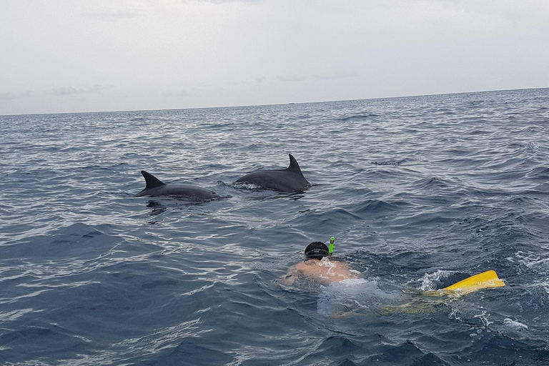 De Zanzibar: Floresta Jozani com observação de golfinhos