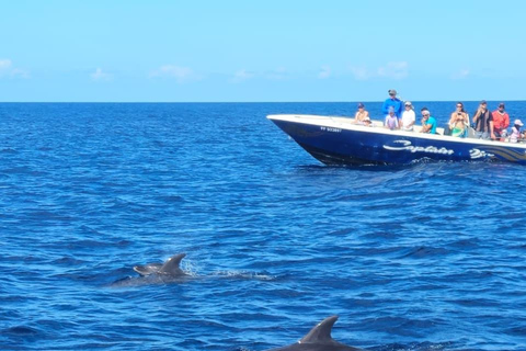 Martinique: Dolphins & Coral Reefs Tour Martinique: Dolphins & Coral Reef Tour.