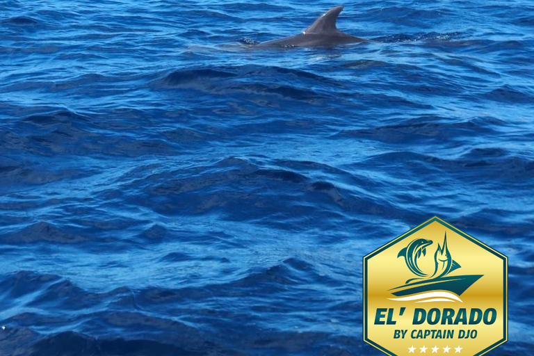 Martinique: Dolphins & Coral Reefs Tour Martinique: Dolphins & Coral Reef Tour.