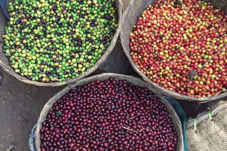 Guided tour to Fairview Coffee Farm