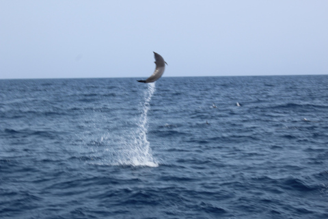 Wyspa Sal: Rejsy katamaranem na wyspie Sal