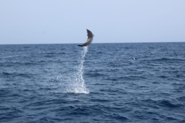 Wyspa Sal: Rejsy katamaranem na wyspie Sal