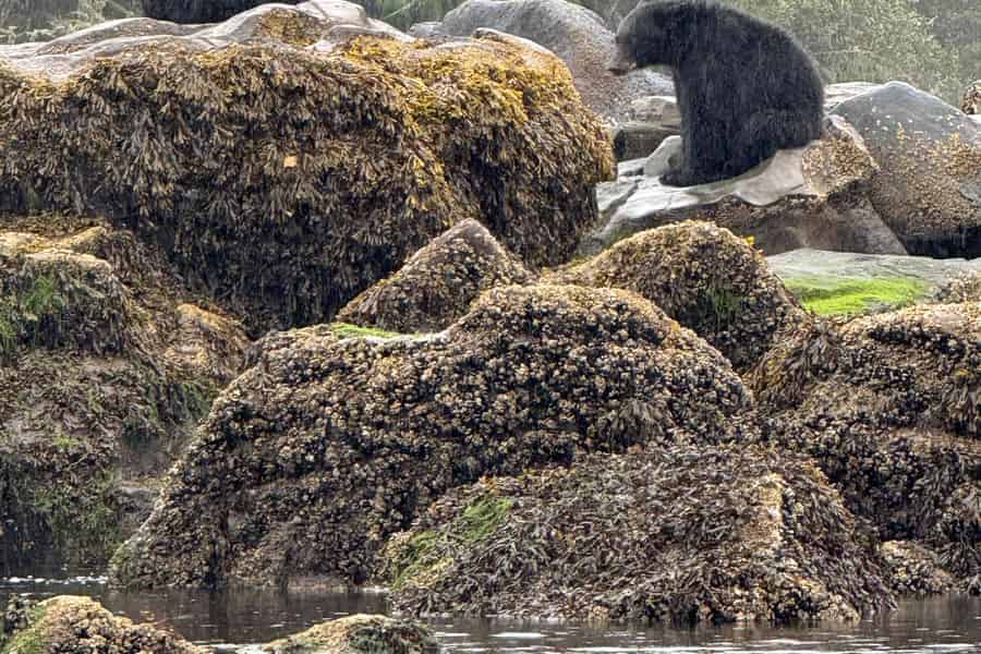 Port Hardy: Kajaktour auf dem Keogh River mit Bären und Wildtieren. Foto: GetYourGuide