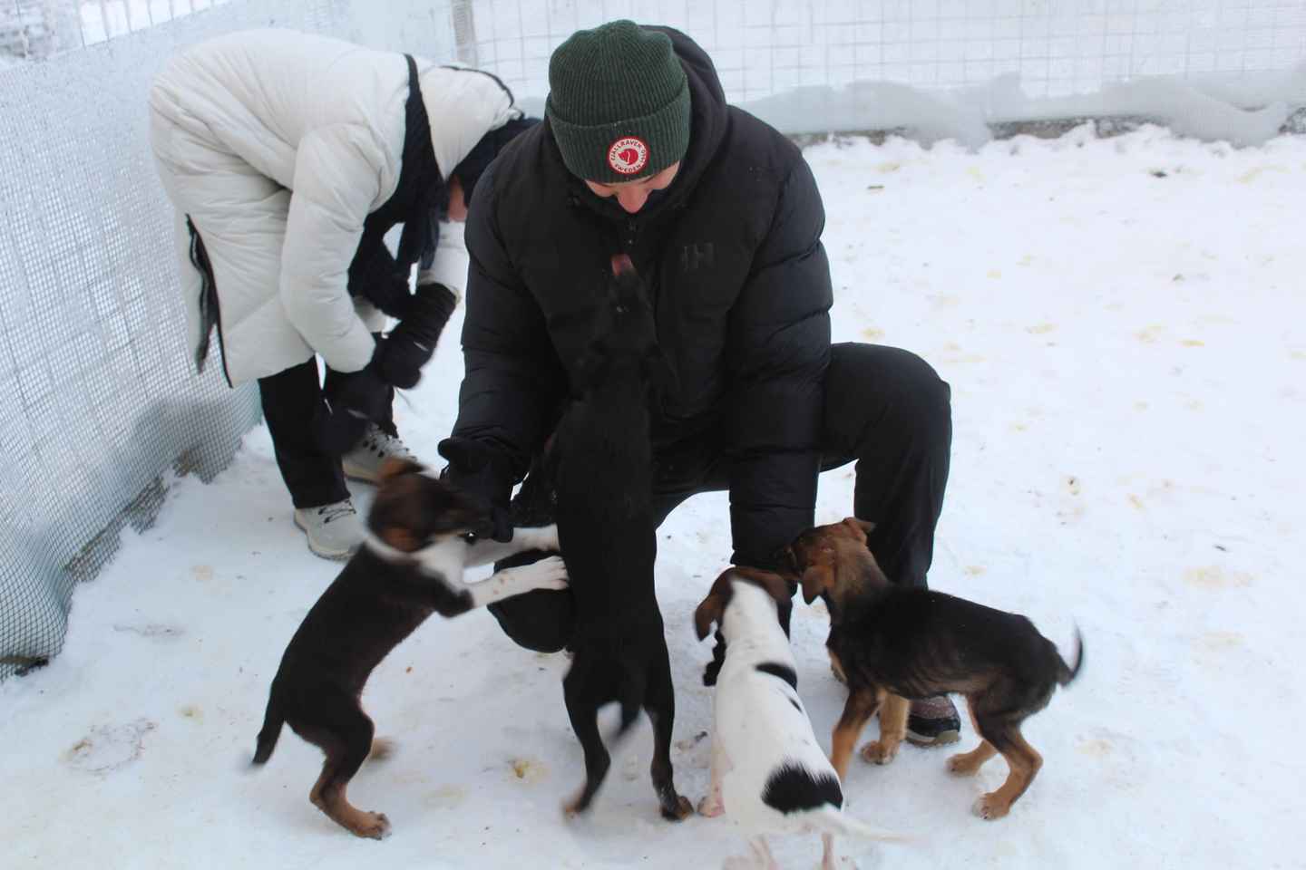 Pyhätunturi: Husky safari 5km including a farm visit