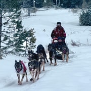 Trondheim : balade en traîneau à chiens avec des huskies