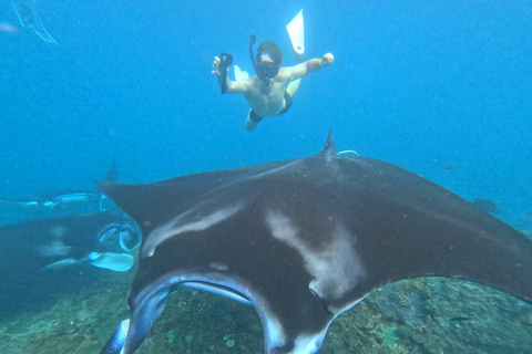 Nusa Penida: Manta Ray & Blue Coral Snorkeling Adventure