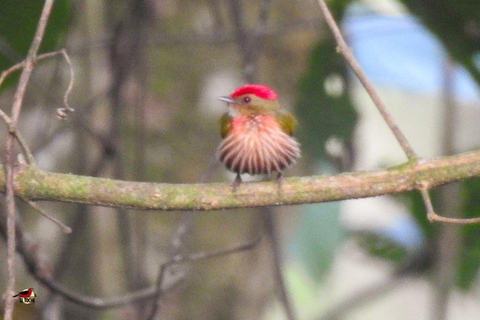 Observación de aves TODO incluido - Desde Medellín