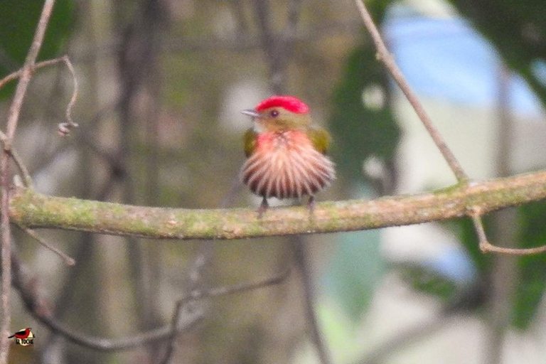 Observation des oiseaux TOUT compris - Depuis Medellín