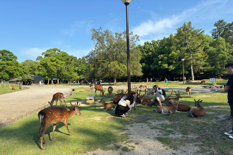 From Osaka/Kyoto: Kyoto, Nara, and Fushimi Inari Day Trip From Osaka/Kyoto: Kyoto, Nara Private Day Trip