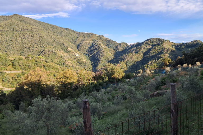 Vernazza: Olive Grove Tour and 5 Terre Olive Oil and Wine Tasting Vernazza (5 Terre): olive grove tour and oil and wine tasting