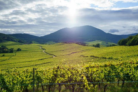 Desde Basilea: excursión de un día a Colmar, Hohkönigsburg, RibeauvilléDesde Basilea: excursión de un día a Colmar, Hohkönigsburg y Ribeauvillé