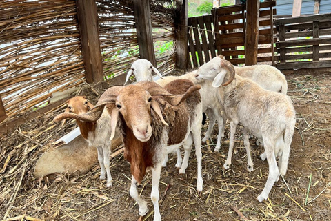 Traditional food cooking class