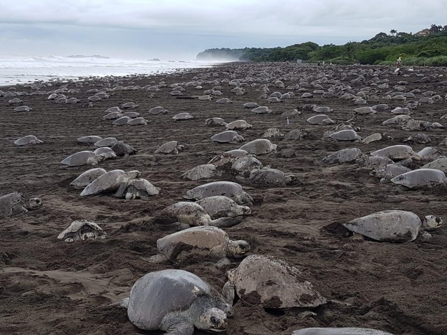 Visit Costa Rica Hundreds of thousands Olive Ridley Sea Turtles in Puerto Carrillo