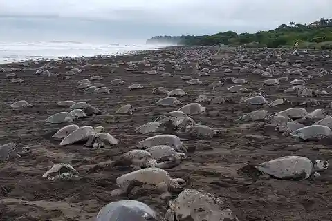 Costa Rica: Hundreds of thousands Olive Ridley Sea Turtles