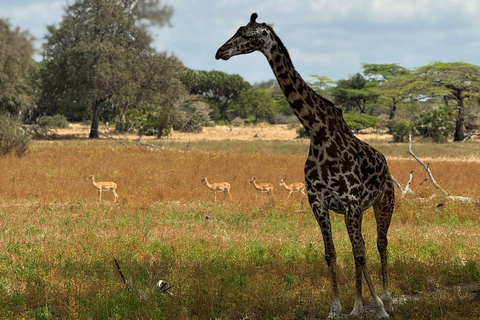 Dar es Salaam: gita di 1 giorno in treno al Parco nazionale di Mikumi