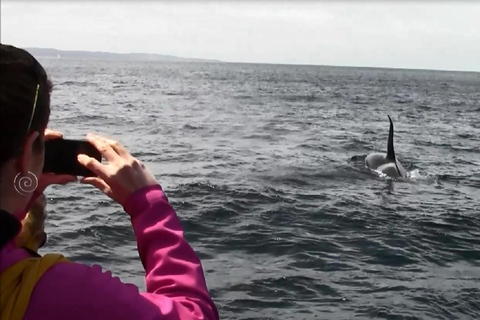 Monterey: Monterey Bay Dolphin and Whale Watching Boat Tour