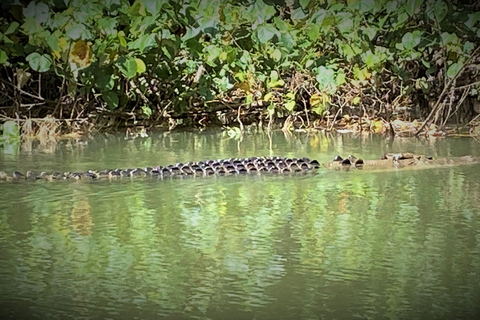 Daintree Rainforest: Flusskreuzfahrt und Regenwaldspaziergang