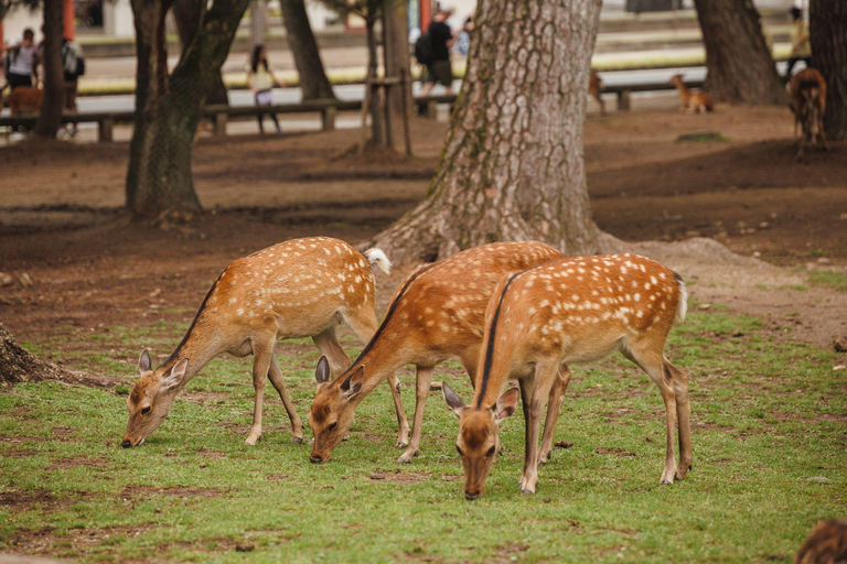 Kyoto & Nara: Private Cultural Journey with Guide & Pickup