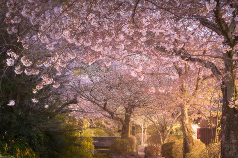Tokyo: Mt. Fuji & Gotemba Premium Outlets Private Day Tour