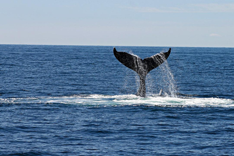 Hikkaduwa/Galle/Ahangama: tour di avvistamento balene a MirissaDa Hikkaduwa, servizio di prelievo e rientro