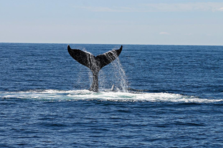 Hikkaduwa/Galle/Ahangama: tour di avvistamento balene a MirissaDa Hikkaduwa, servizio di prelievo e rientro