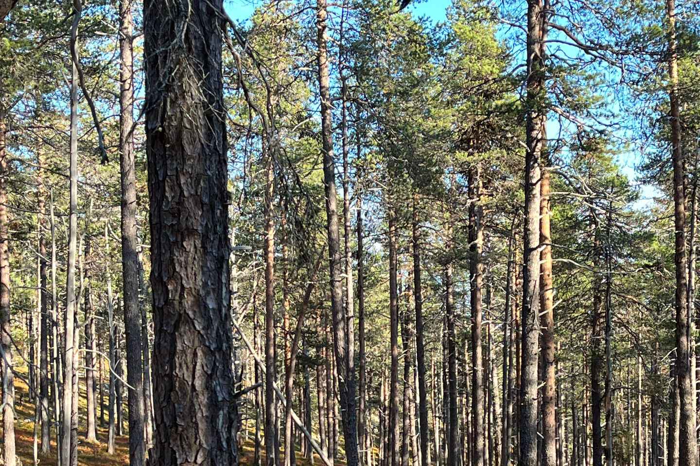 Fatbiking de Invierno en Ivalo