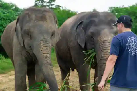 Phuket: Visita al parco naturale etico degli elefanti con pranzo
