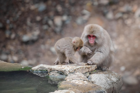 Tokyo: Private Nagano Zenko-ji & Snow Monkeys Day Trip Tokyo: Private Nagano Toyota Velfire (1–6 persons)