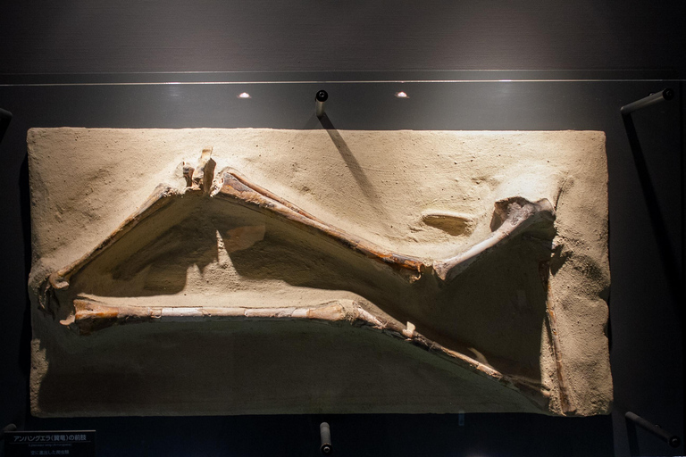 From Kanazawa: Eiheiji, Dinosaur Museum & Great Buddha