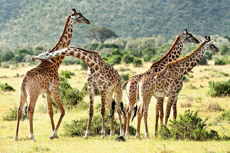 Z Mombasy: 3-dniowe safari po Parku Narodowym Tsavo West - Ngulia