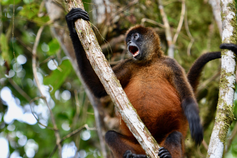 2 Days 1 Night in Corcovado Sirena From Drake Bay